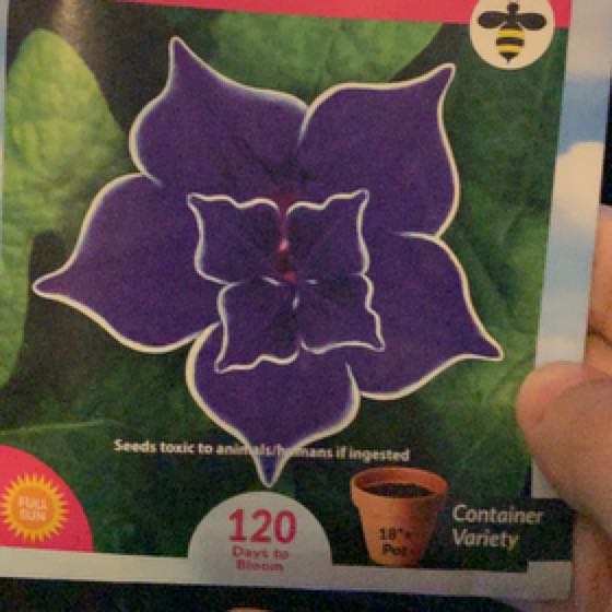 Photo of the plant species Picotee Blue Morning Glory by @ShapelyRaspfern named Huckleberry Fern on Greg, the plant care app