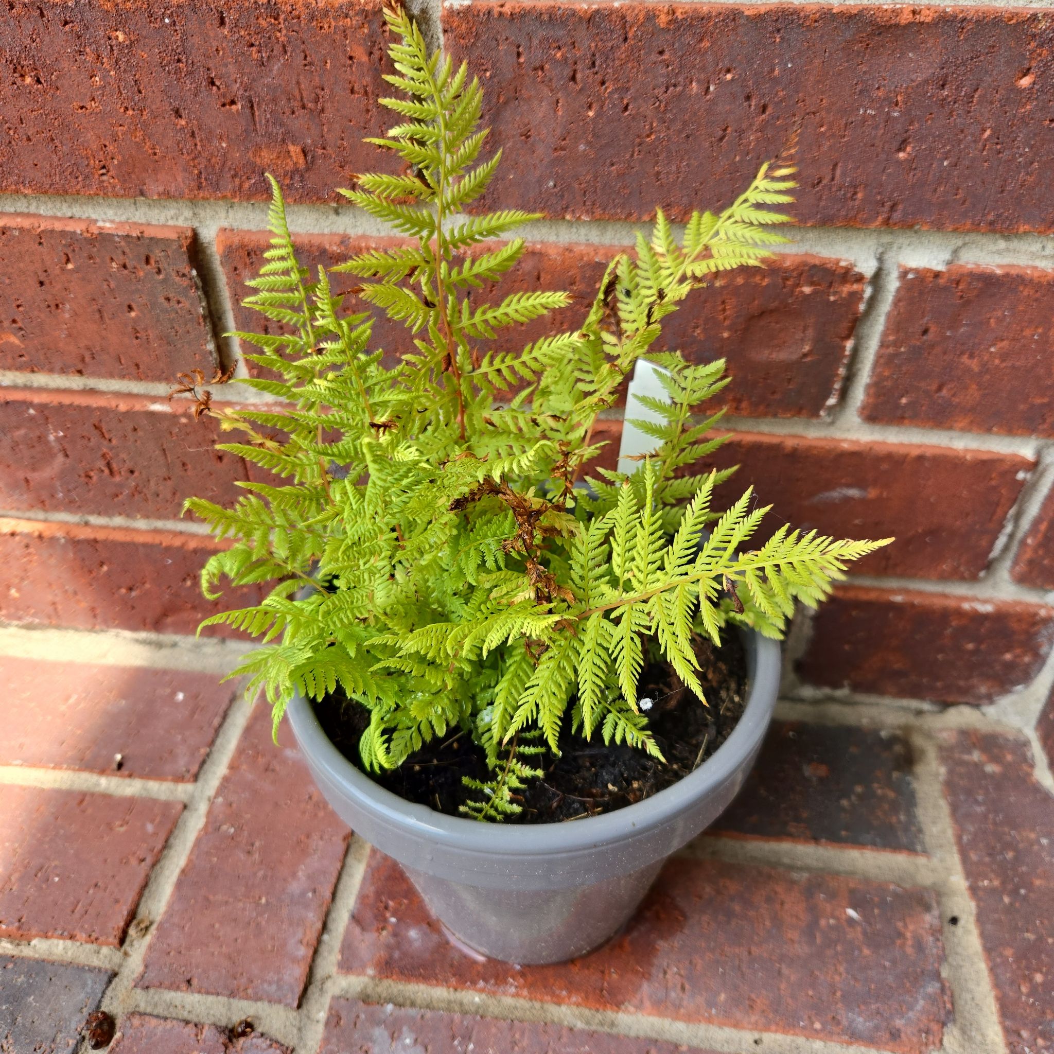 Photo of the plant species Victoria Lady Fern by @ProMayten94 named Aristotle on Greg, the plant care app