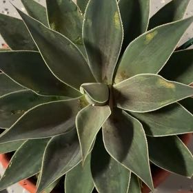 Photo of the plant species Mangave 'Lavender Lady' by @EarthyOrpine75 named Bella on Greg, the plant care app