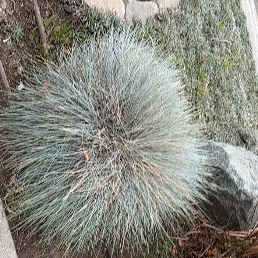 Photo of the plant species Big Muhly by @PetWateroak56 named Gobi on Greg, the plant care app