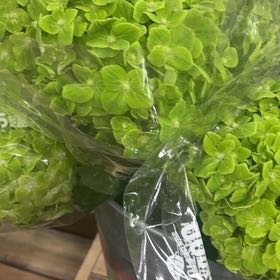 Photo of the plant species Skunk Cabbage by @PetWateroak56 named ChloroPhil on Greg, the plant care app