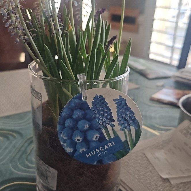 Photo of the plant species Blue moon by @WholesomeTule88 named Demi on Greg, the plant care app