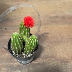 Photo of the plant species Echinopsis 'Mardi Gras' by @ManyMeloncactus named Keanu Leaves on Greg, the plant care app