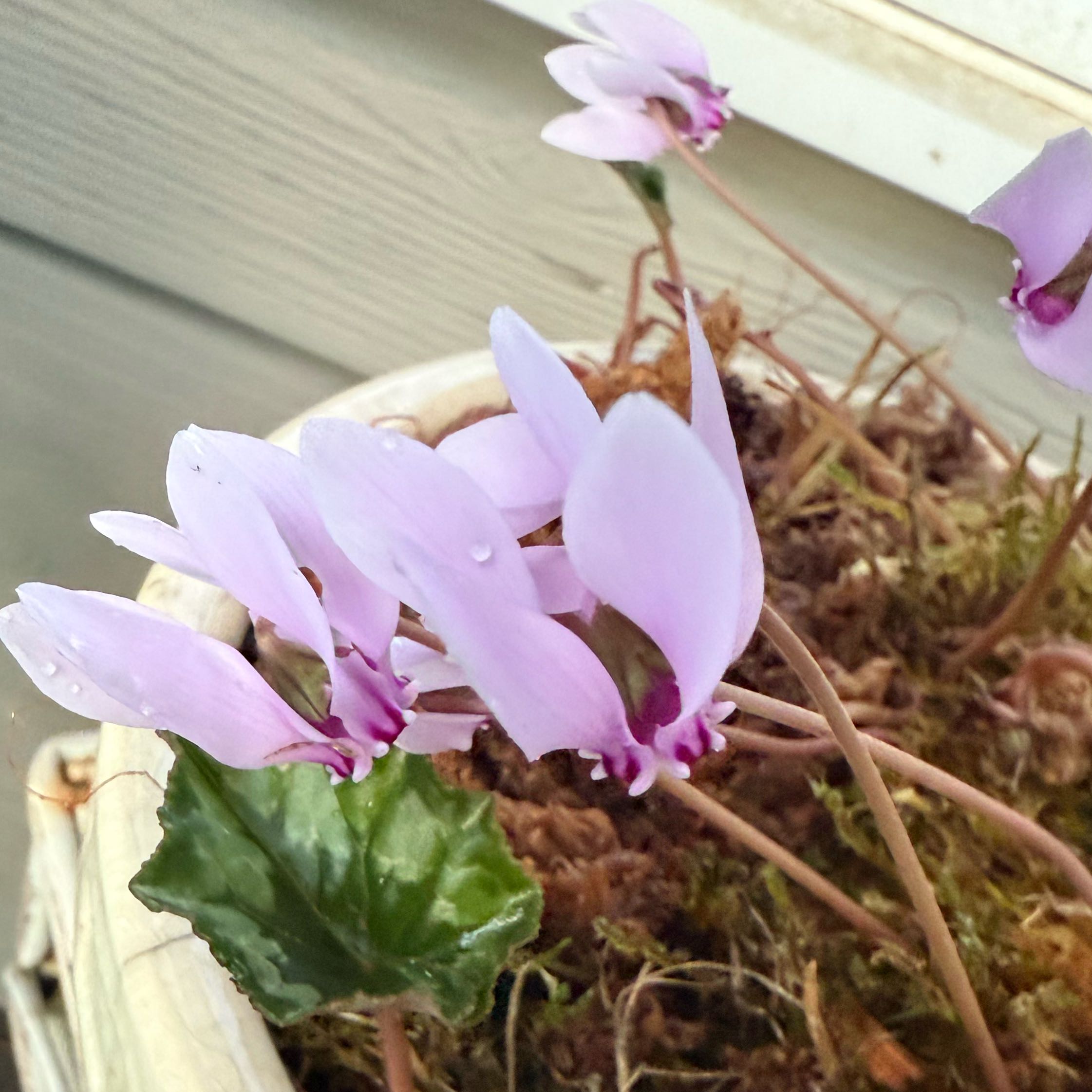 Photo of the plant species Ivy-Leaved Cyclamen by @GemPegaropa81 named Bieber on Greg, the plant care app