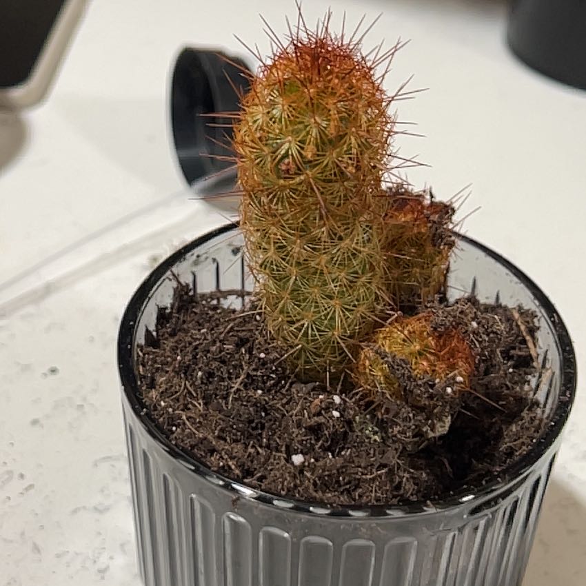 Photo of the plant species Mammillaria elongata 'Irish Red' by @RobustFlamelily named Ronaldo on Greg, the plant care app