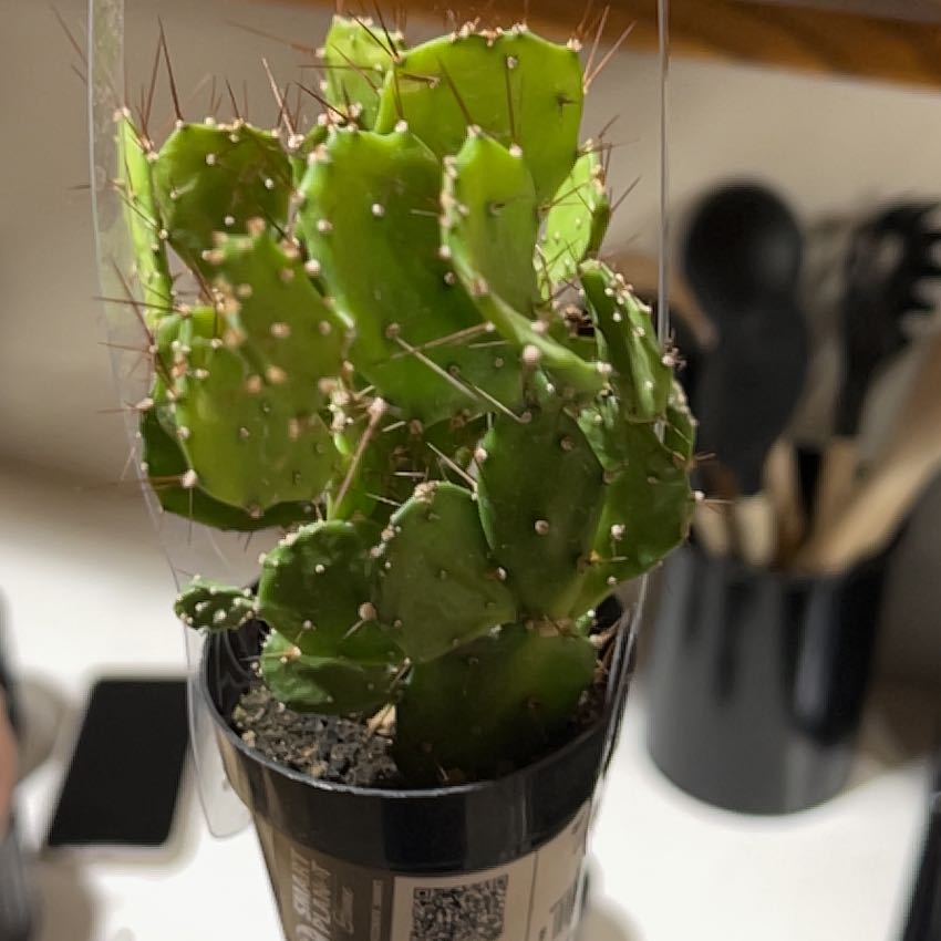 Photo of the plant species Argentine Opuntia by @RobustFlamelily named Hemingway on Greg, the plant care app