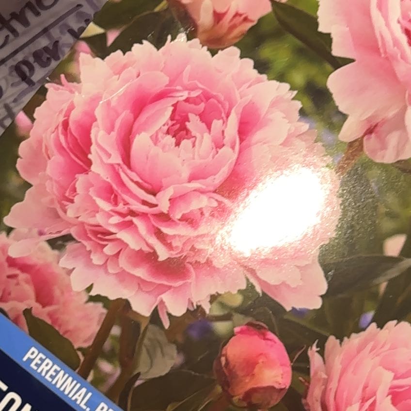 Photo of the plant species Sarah Bernhardt Peony by @UpfrontCatgrass named Dorothy on Greg, the plant care app