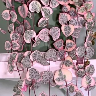 Photo of the plant species Variegated String of Hearts by @AbleOnion60 named Rosa on Greg, the plant care app