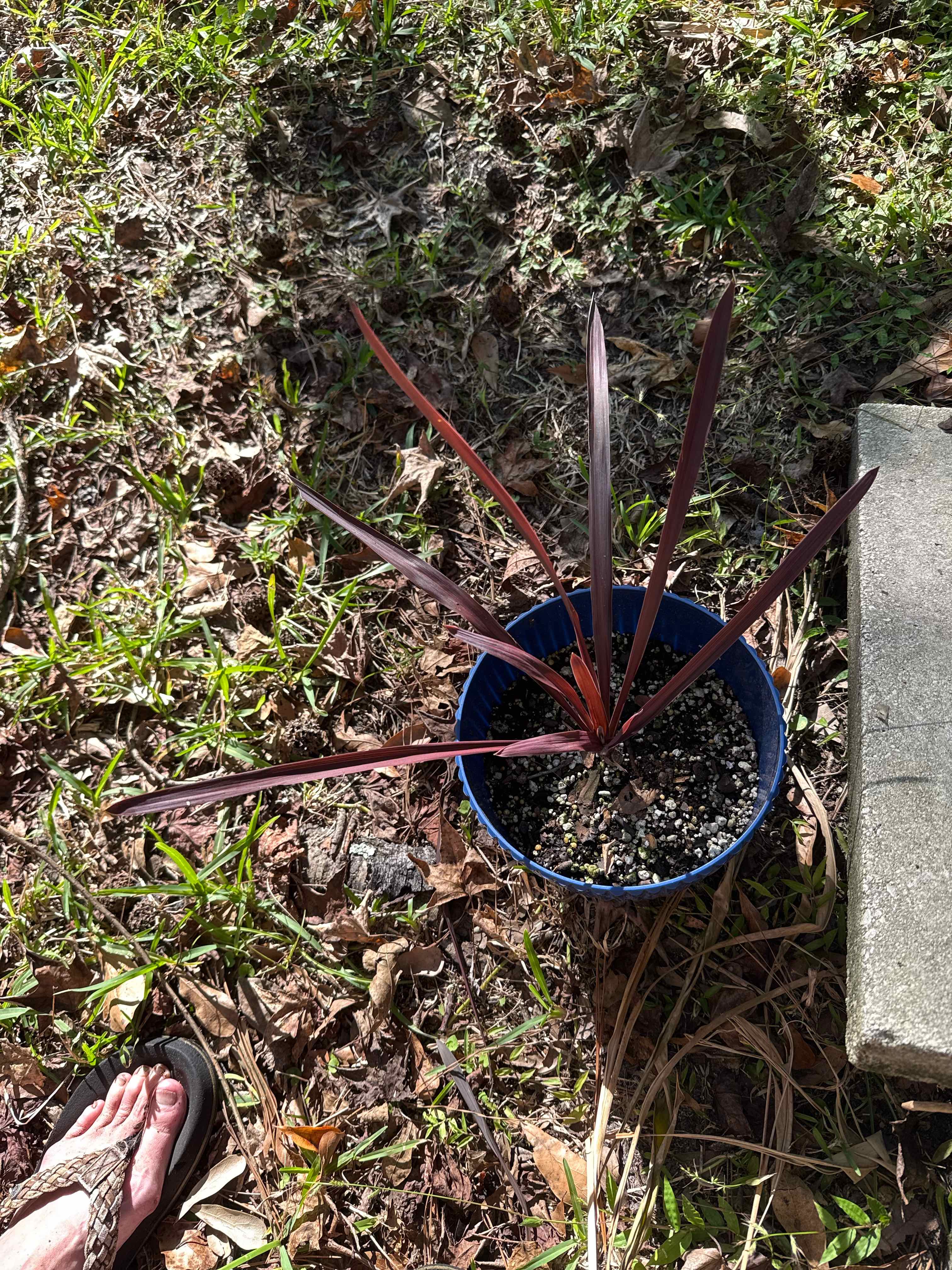Photo of the plant species Cordyline 'Design-A-Line Burgundy' by @LaneyLichen named Prince on Greg, the plant care app