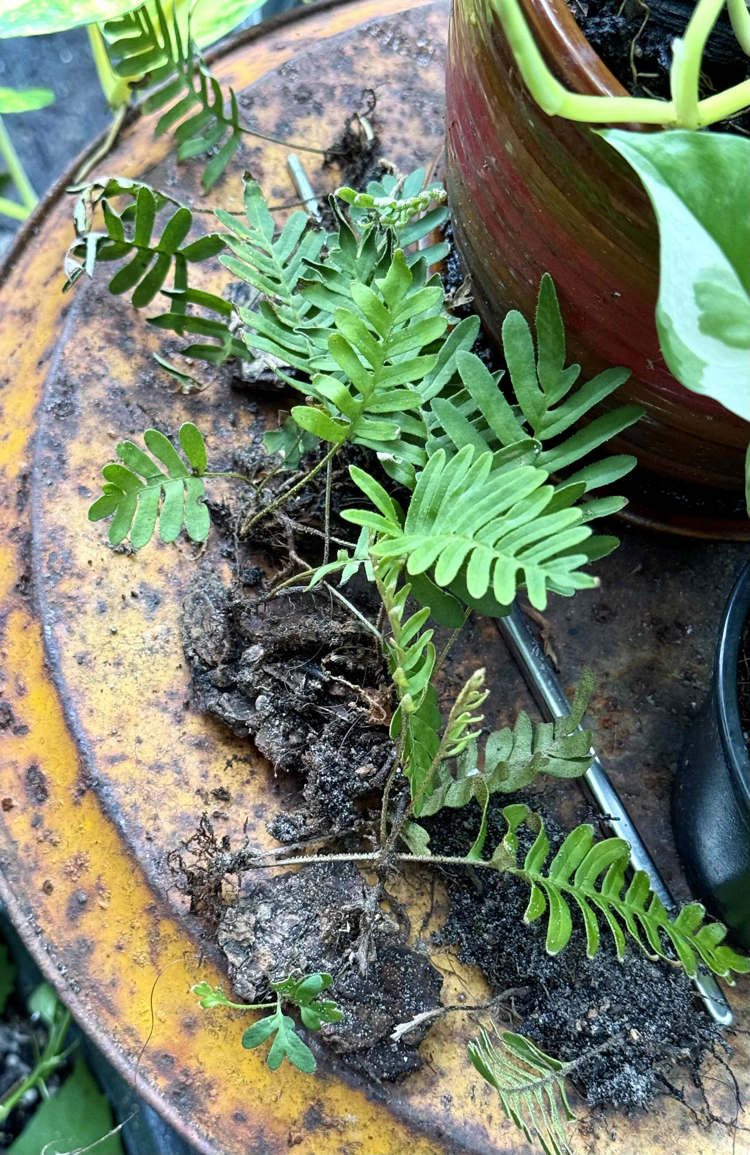 Photo of the plant species Resurrection Fern by @LaneyLichen named Arcade on Greg, the plant care app
