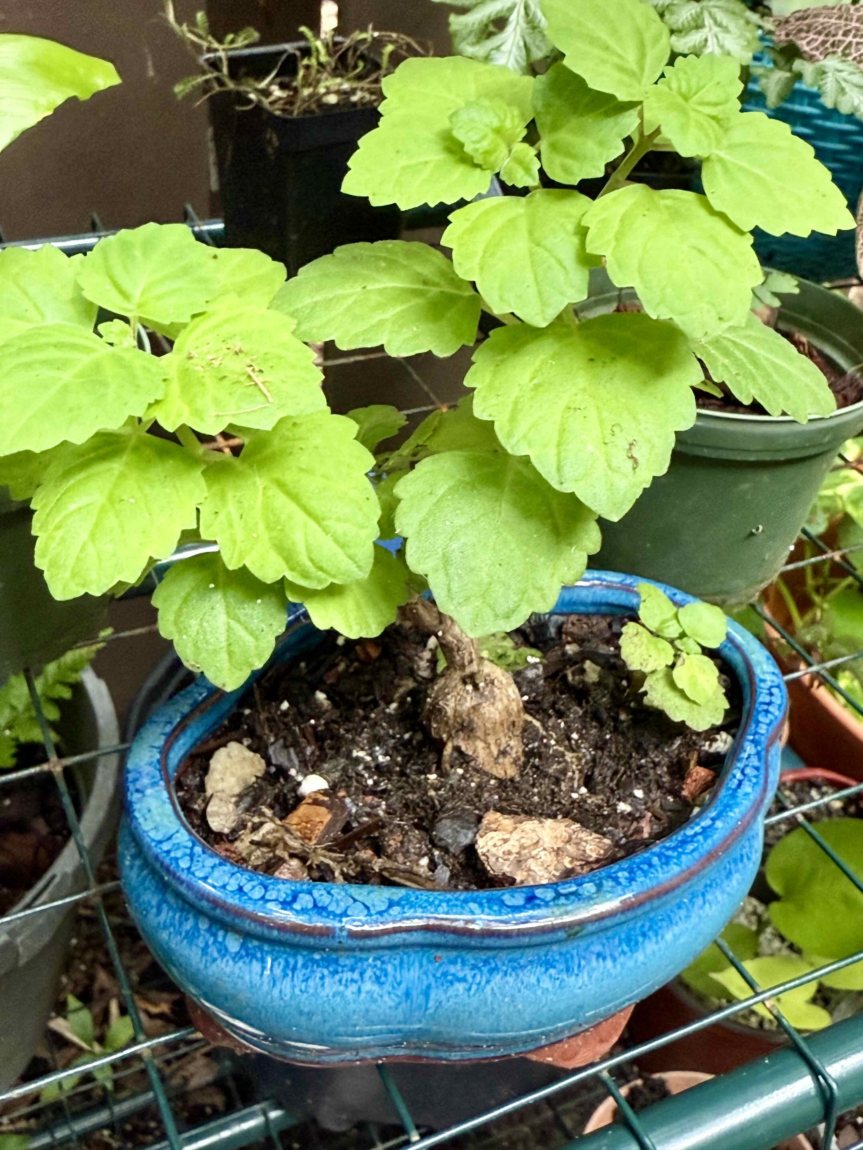 Photo of the plant species Bonsai Mint by @LaneyLichen named Julep on Greg, the plant care app