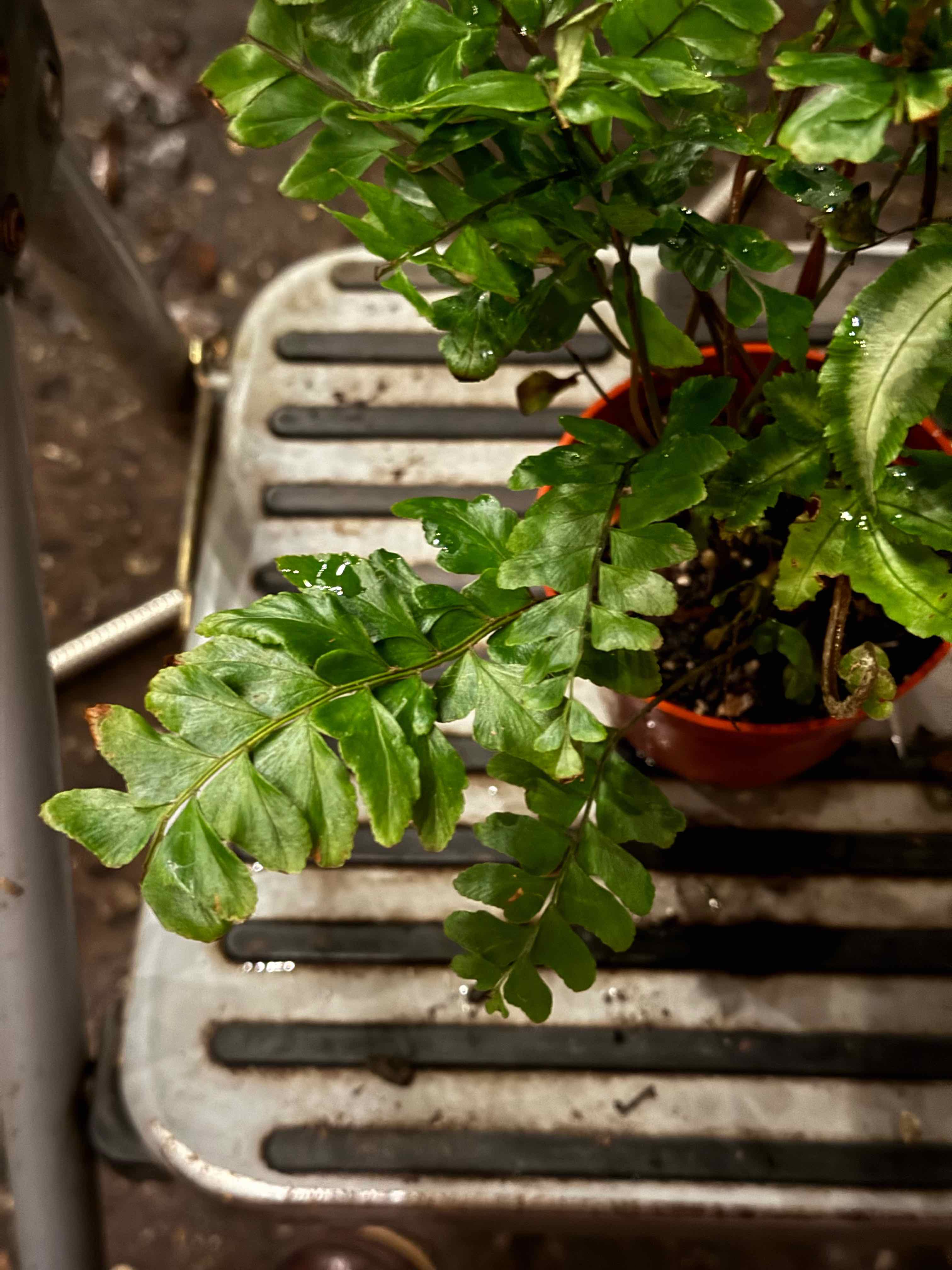 Photo of the plant species Mahogany Fern by @LaneyLichen named Doc on Greg, the plant care app