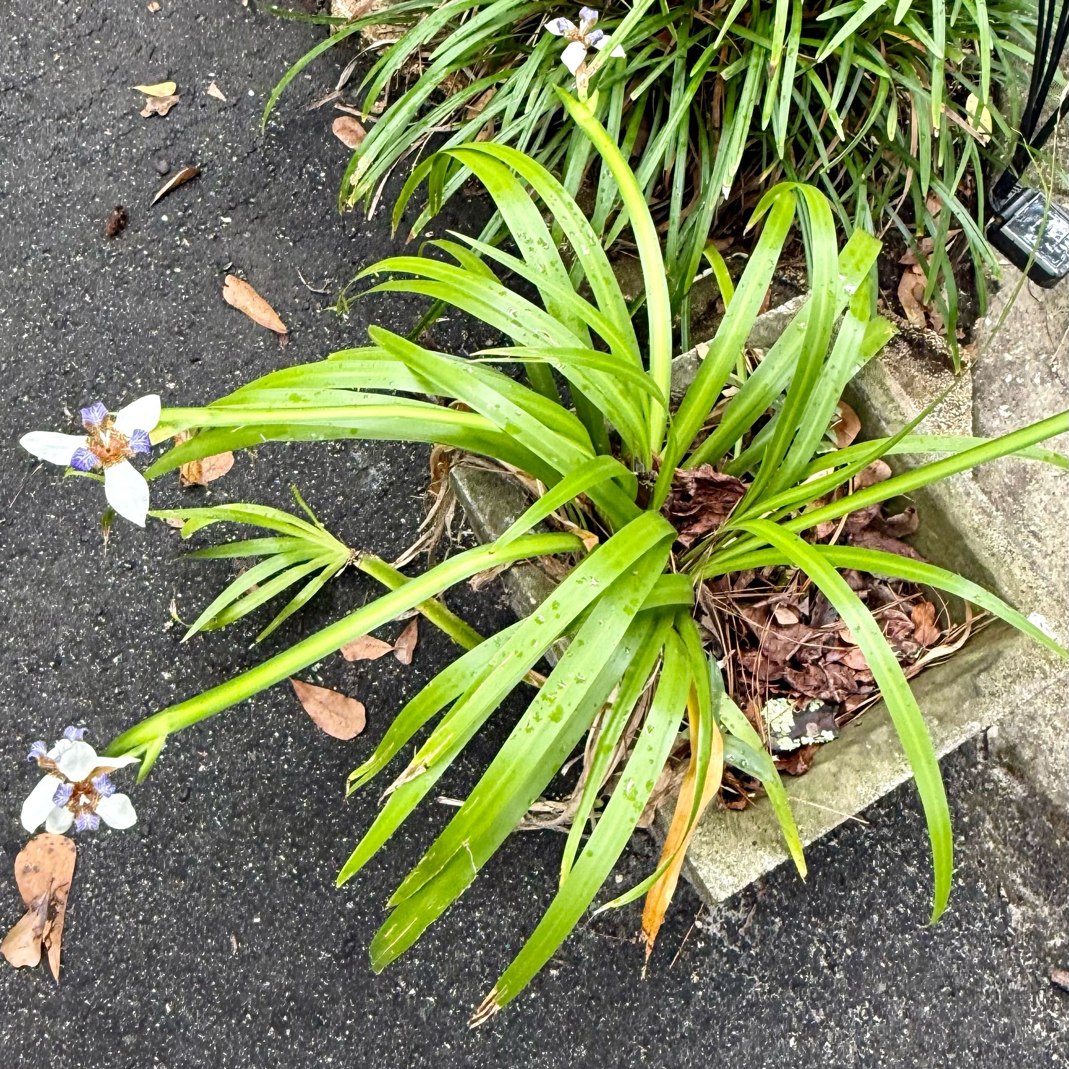 Photo of the plant species Trimezia gracilis by @LaneyLichen named Lola on Greg, the plant care app