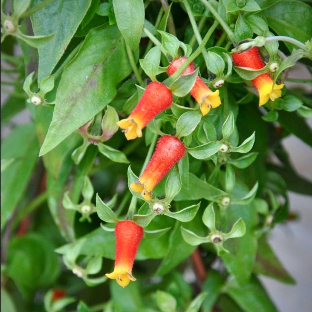 Photo of the plant species Candy Corn Vine by @LaneyLichen named Frida on Greg, the plant care app