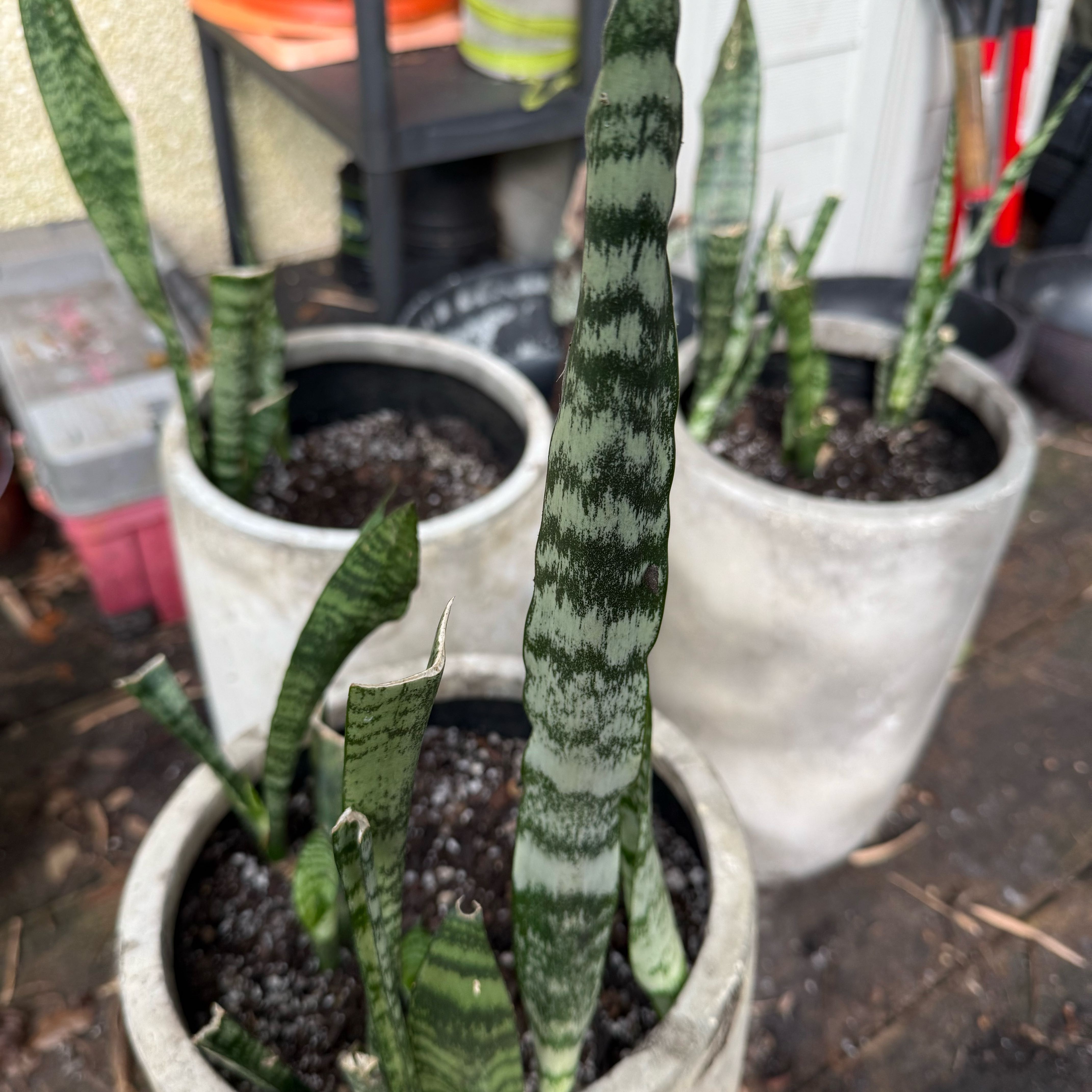 Photo of the plant species Futura Robusta Snake Plant by @LaneyLichen named Triple on Greg, the plant care app