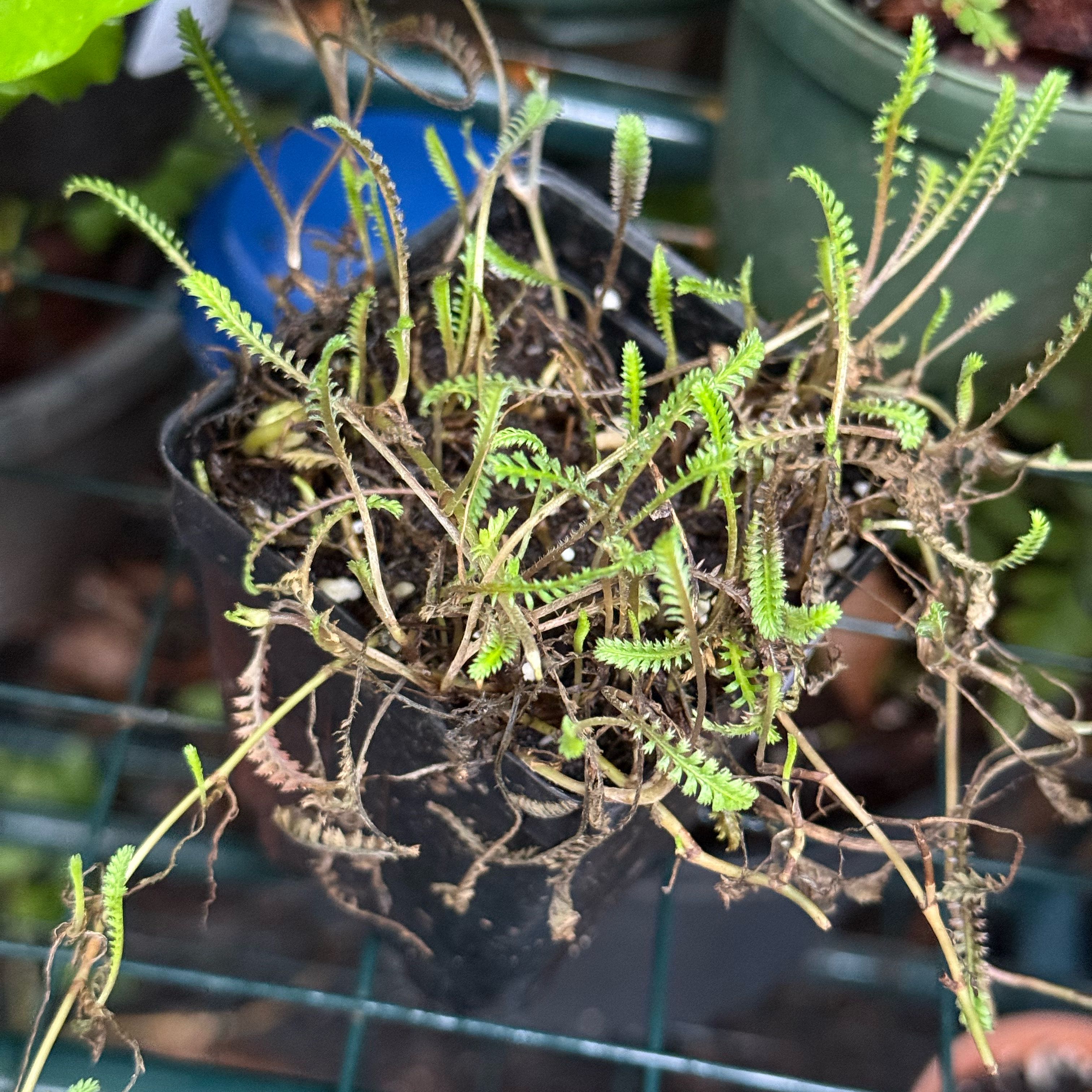 Plant care for Urban's Bead Fern on Greg, the plant care app