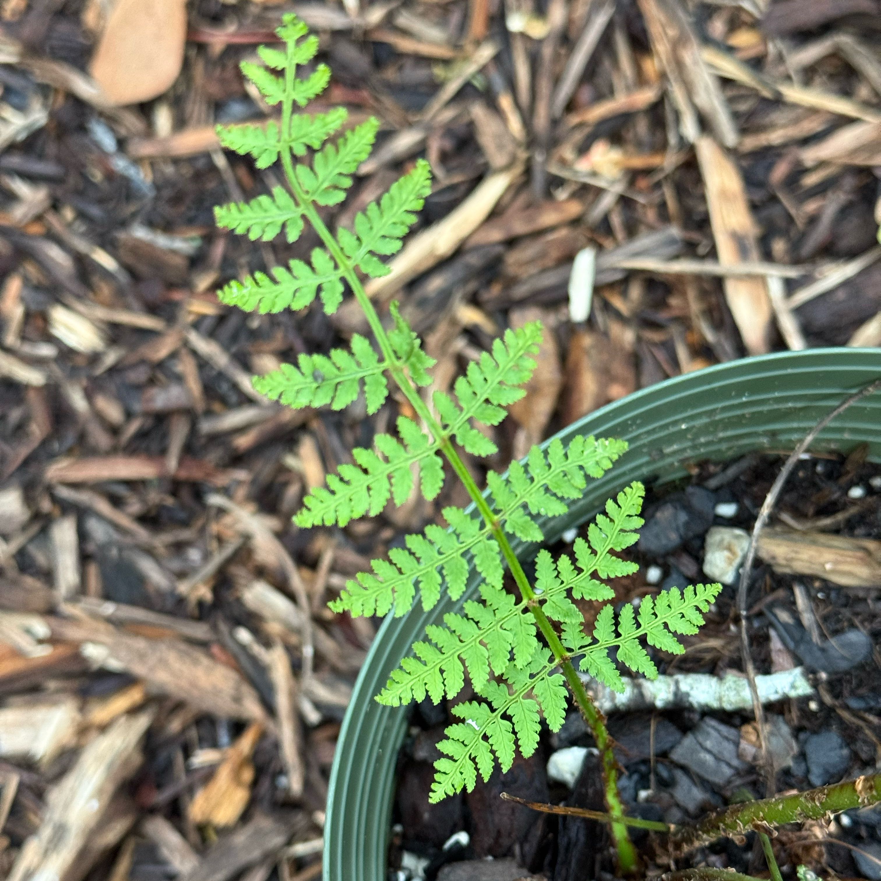 Photo of the plant species Common Ladyfern by @LaneyLichen named Duchess on Greg, the plant care app