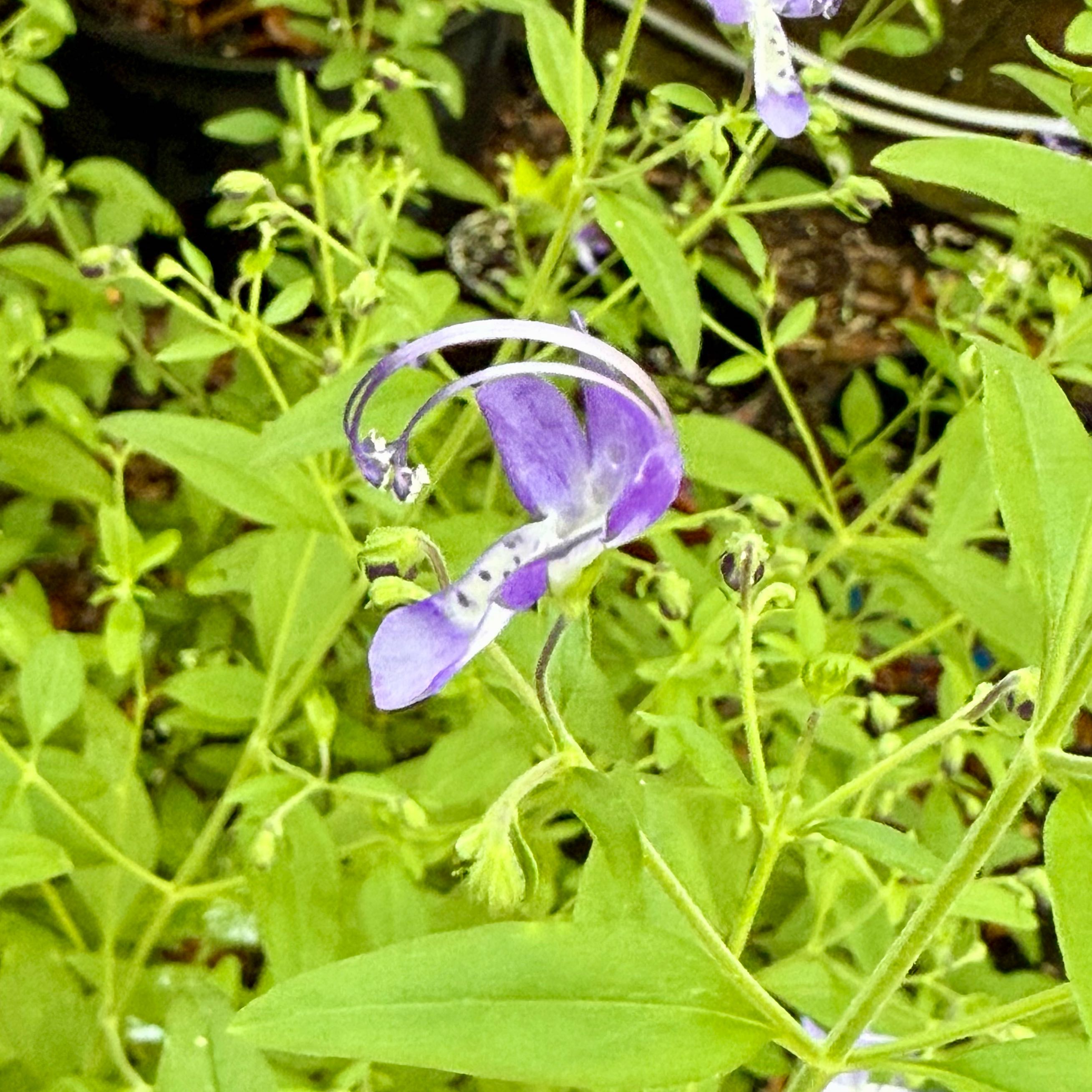 Plant care for Blue Flax.lily on Greg, the plant care app