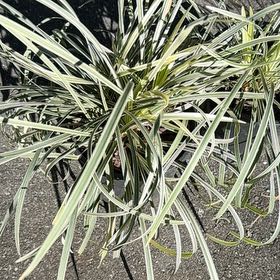 Photo of the plant species Variegated Lilyturf by @LaneyLichen named Shepherd on Greg, the plant care app