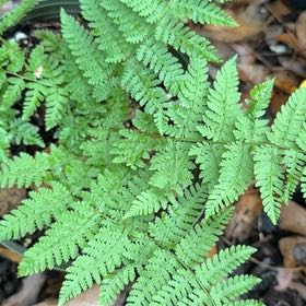 Photo of the plant species Common Ladyfern by @LaneyLichen named Lady on Greg, the plant care app