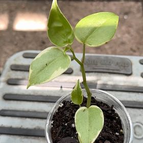 Photo of the plant species Peperomia by @LaneyLichen named Bambi on Greg, the plant care app