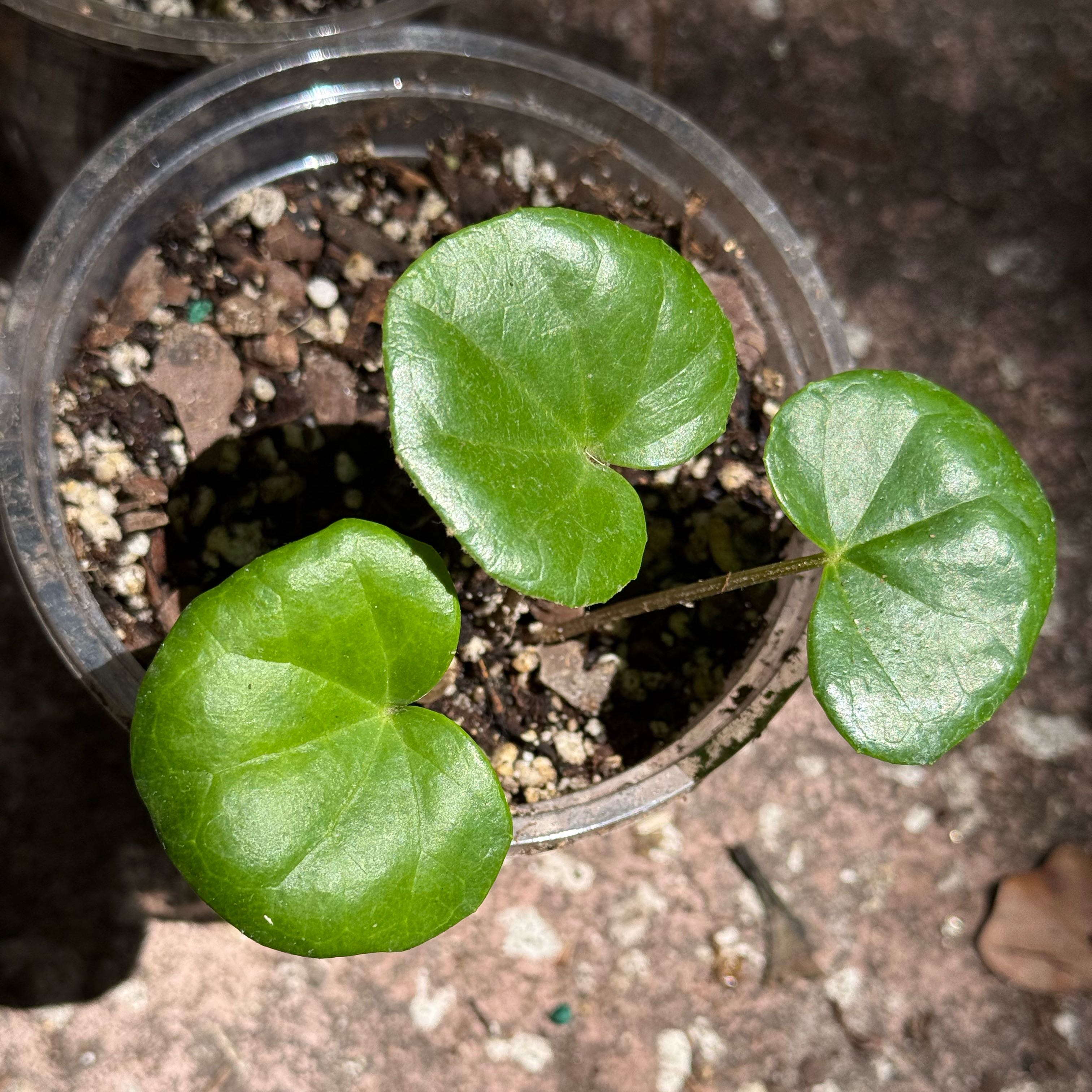 Photo of the plant species Leopard Plant by @LaneyLichen named Kitty on Greg, the plant care app