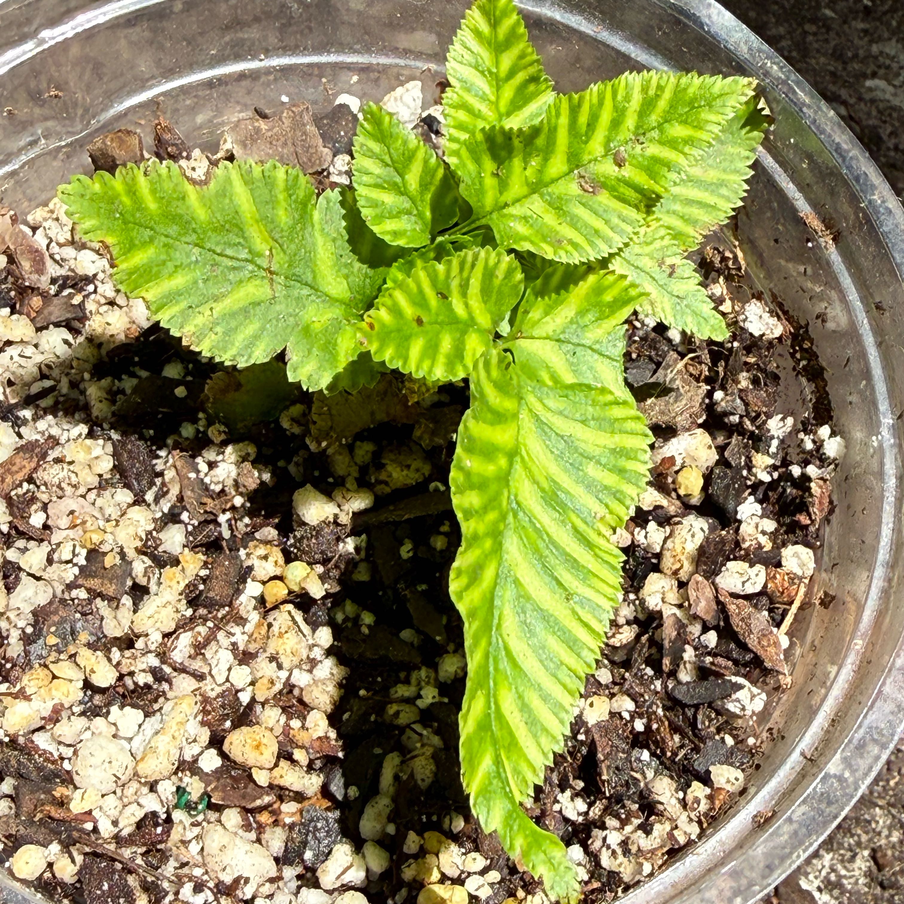 Photo of the plant species Golden Zebra Fern by @LaneyLichen named Zed on Greg, the plant care app