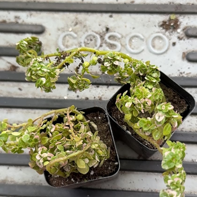 Photo of the plant species artillery plant by @LaneyLichen named Hudson on Greg, the plant care app