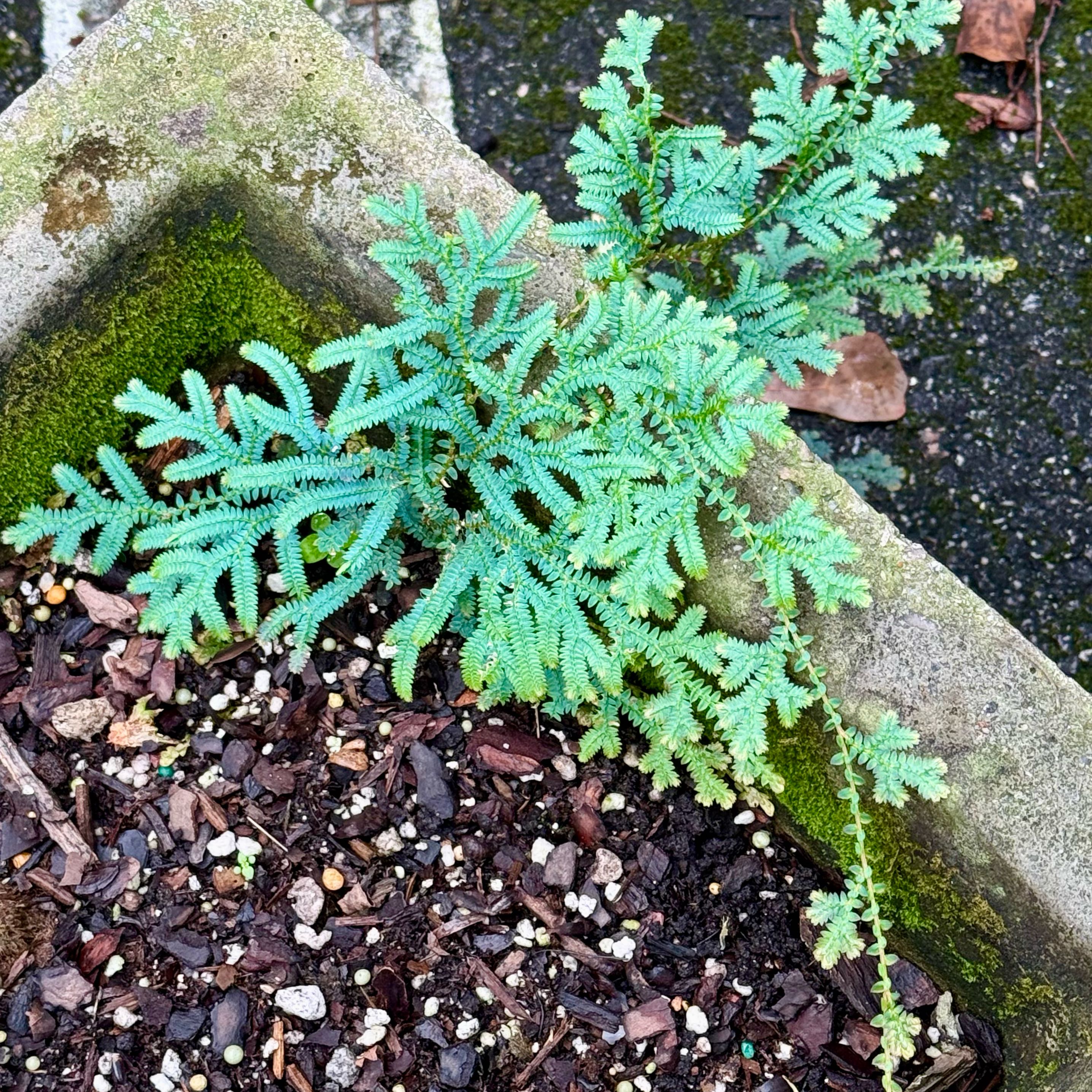 Photo of the plant species Rainbow moss, Peacock fern by @LaneyLichen named Autrelle on Greg, the plant care app
