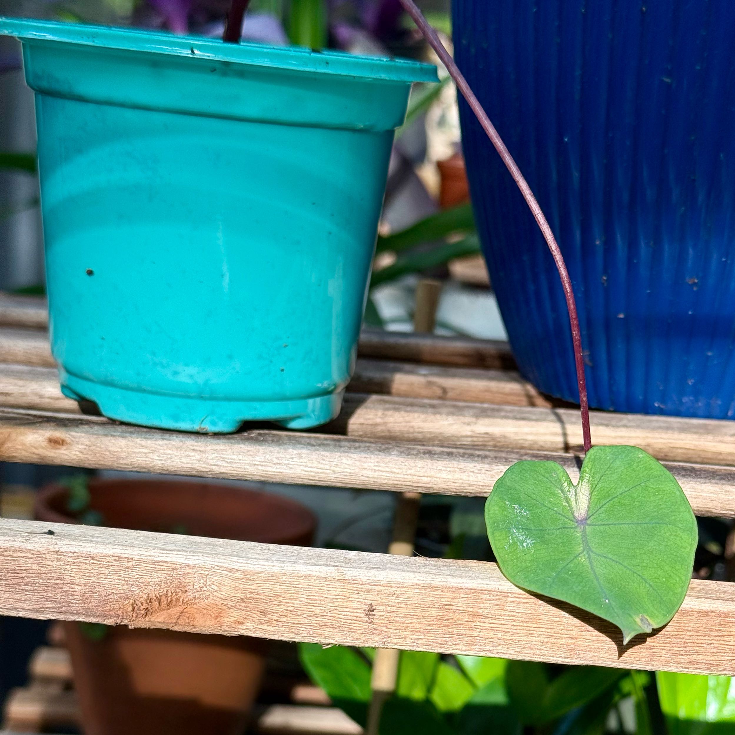 Photo of the plant species Waikiki by @LaneyLichen named Mermaid on Greg, the plant care app