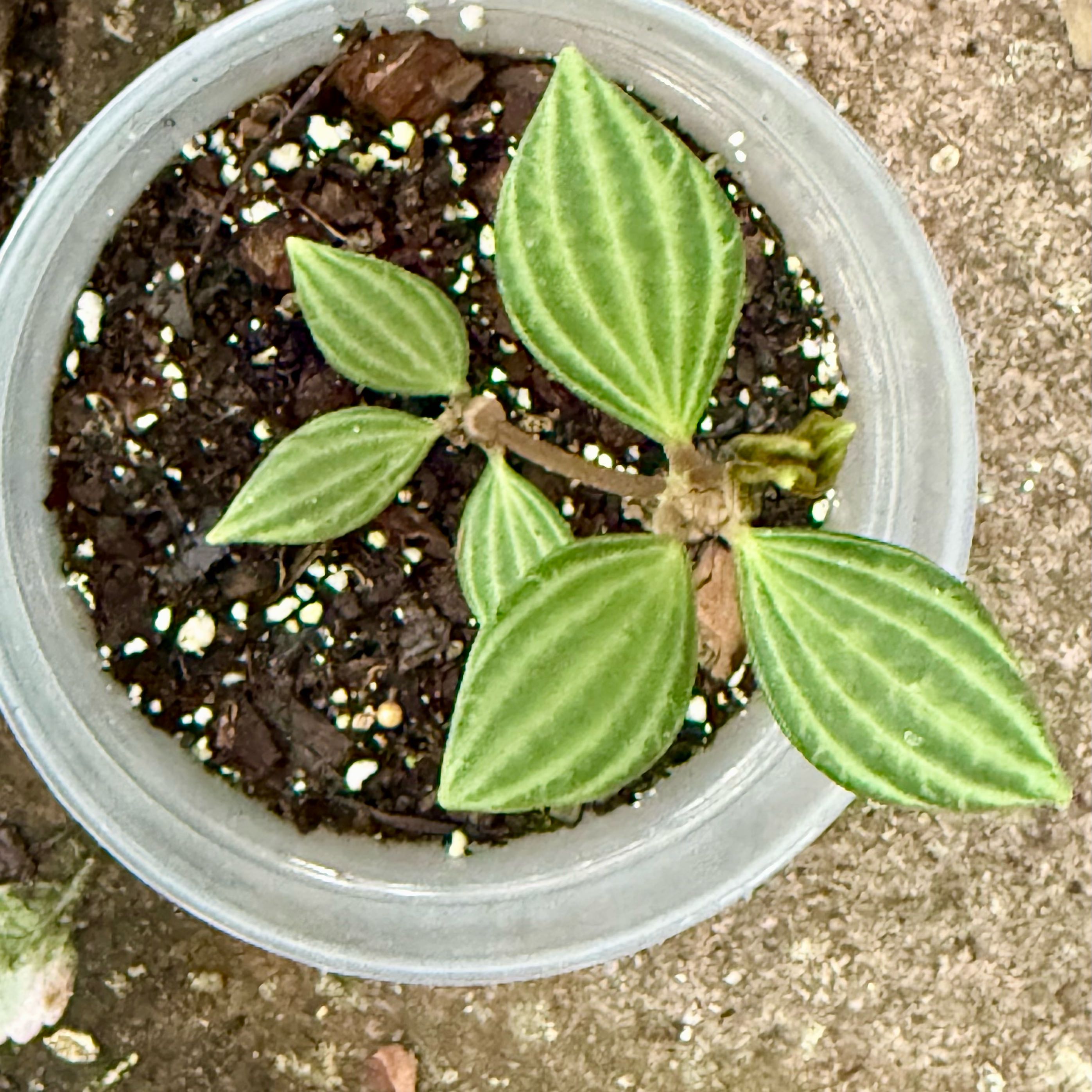 Photo of the plant species parallel peperomia by @LaneyLichen named Posey on Greg, the plant care app