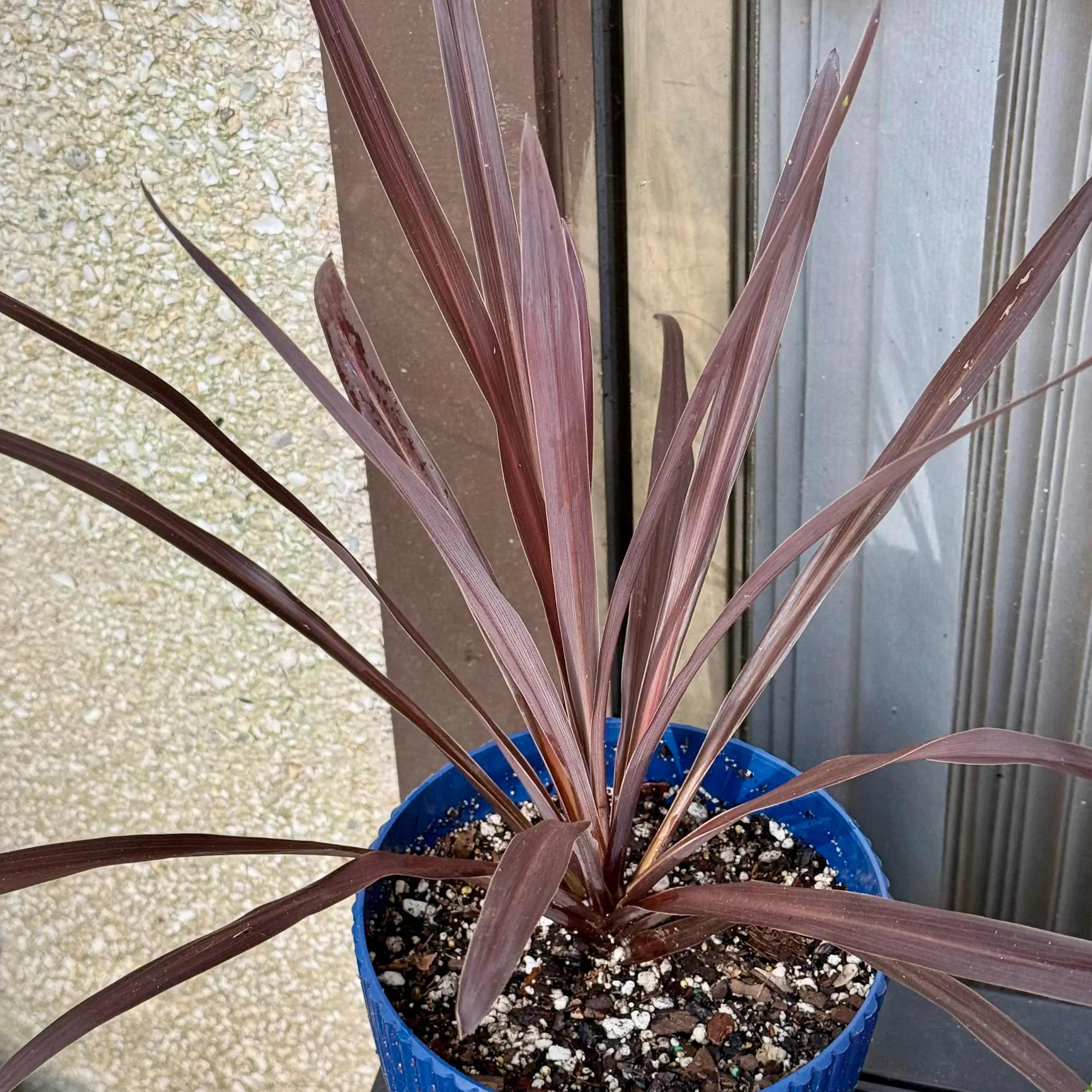 Photo of the plant species Cordyline 'Design-A-Line Burgundy' by @LaneyLichen named Prince on Greg, the plant care app