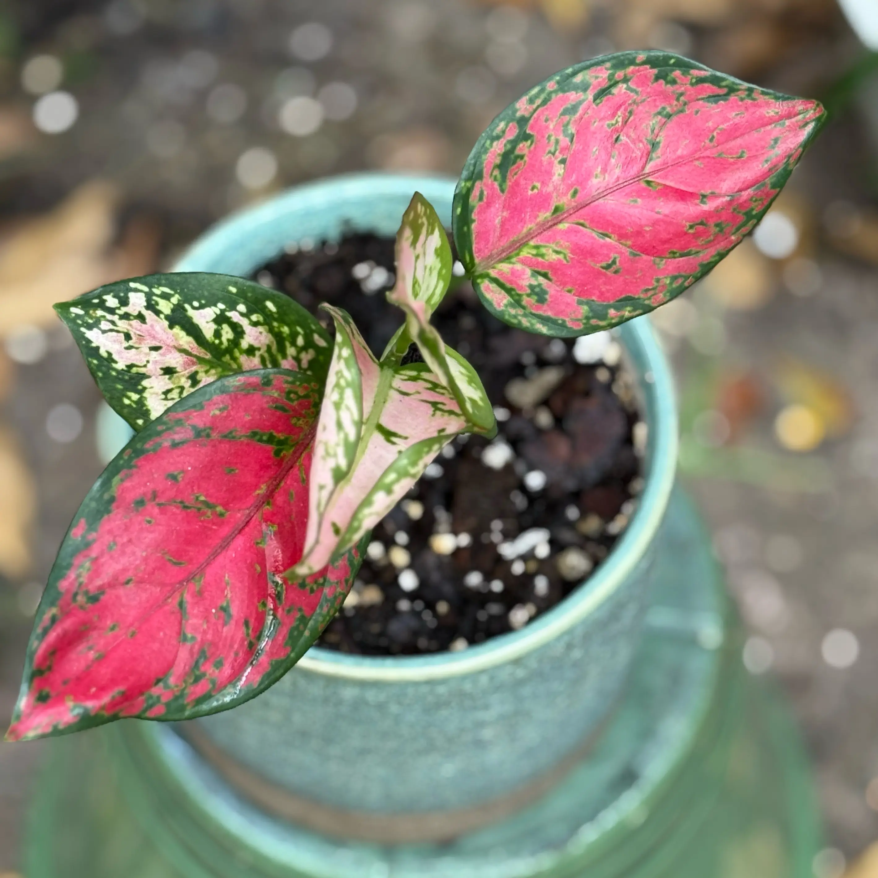 Photo of the plant species 'Lucky Red' by @LaneyLichen named Star on Greg, the plant care app