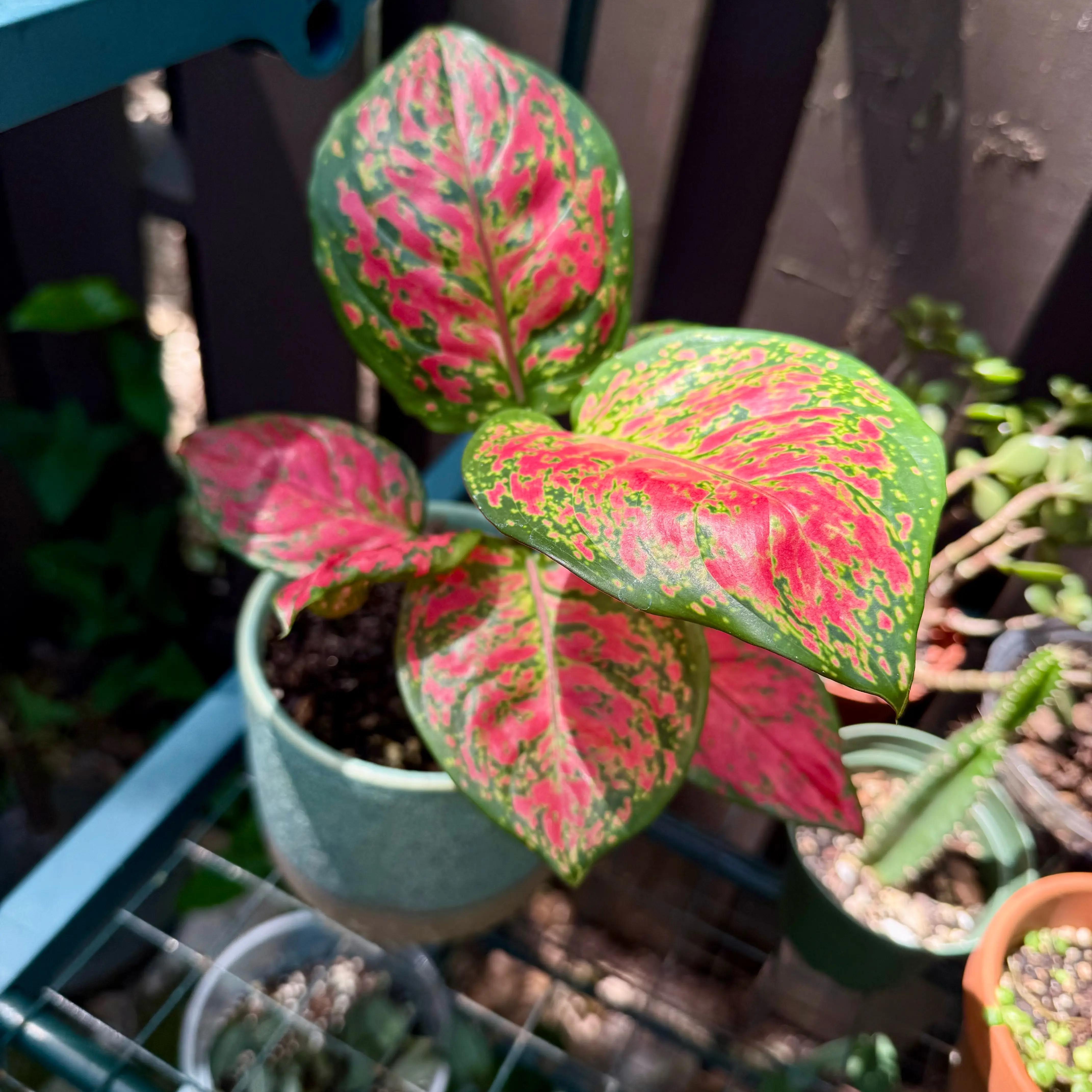 Photo of the plant species 'Lucky Red' by @LaneyLichen named Star on Greg, the plant care app