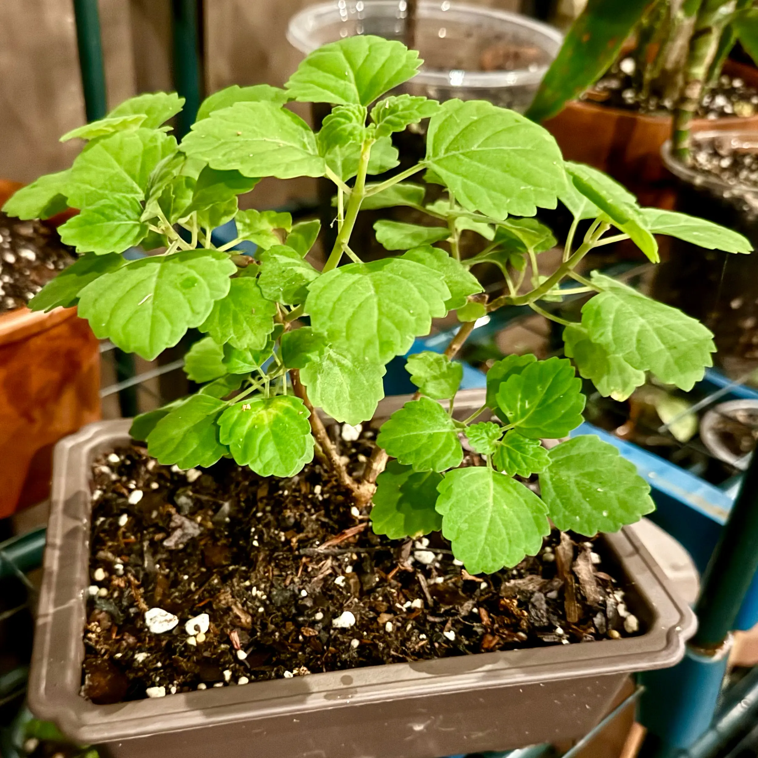 Photo of the plant species Bonsai Mint by @LaneyLichen named Julep on Greg, the plant care app