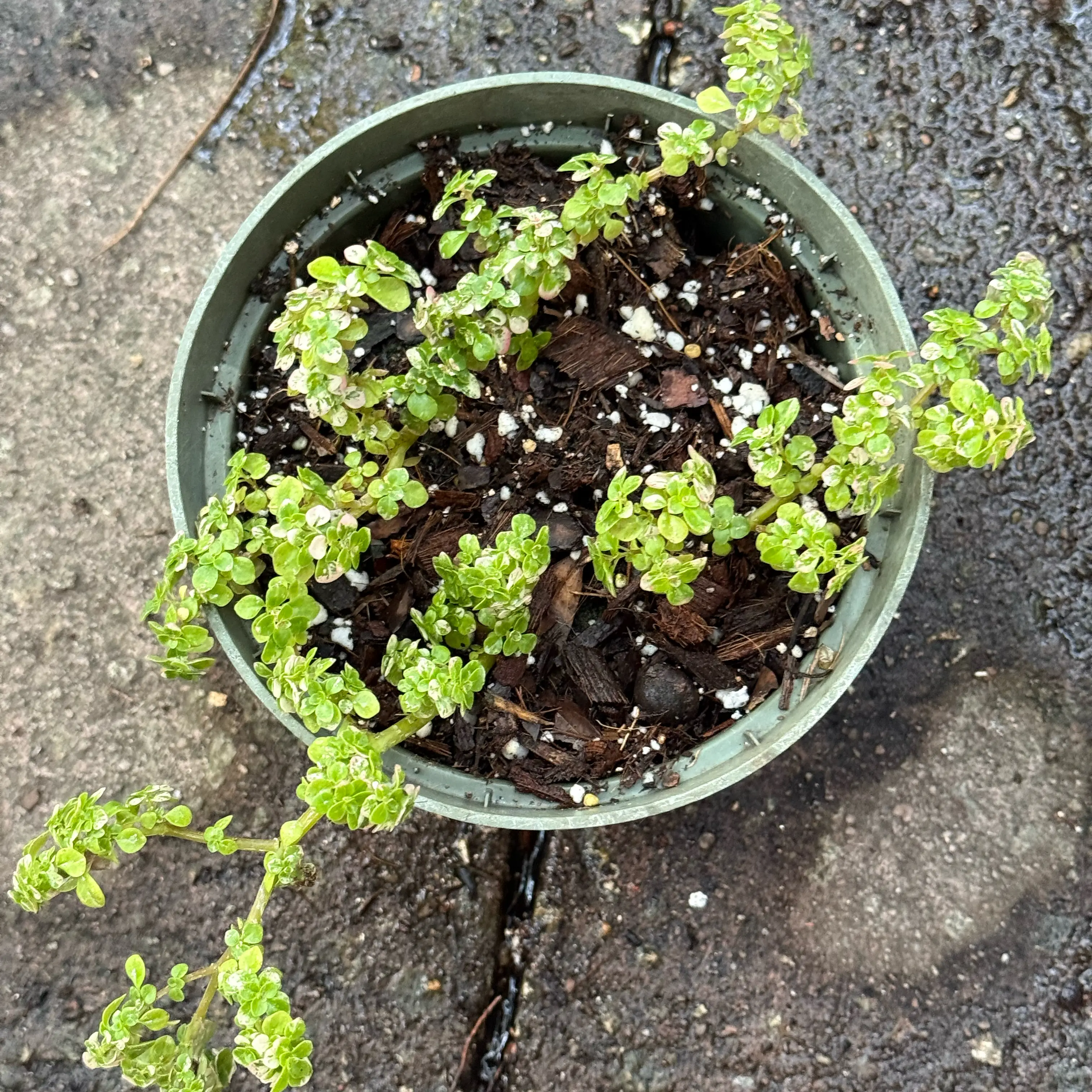 Photo of the plant species artillery plant by @LaneyLichen named Rocky on Greg, the plant care app