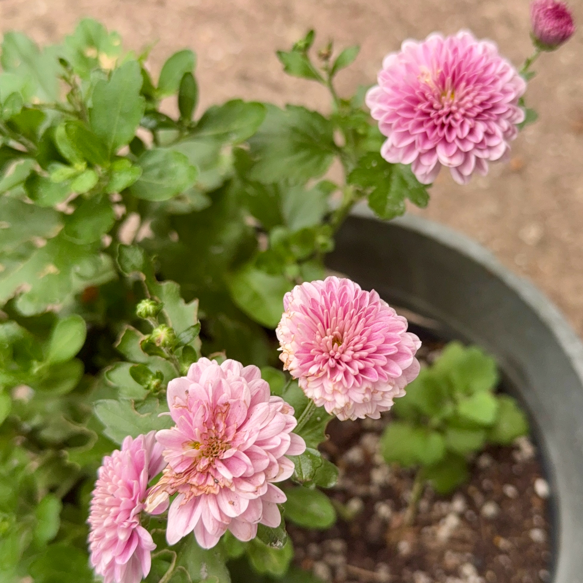 Photo of the plant species Hardy Geranium by @LaneyLichen named Mummy on Greg, the plant care app