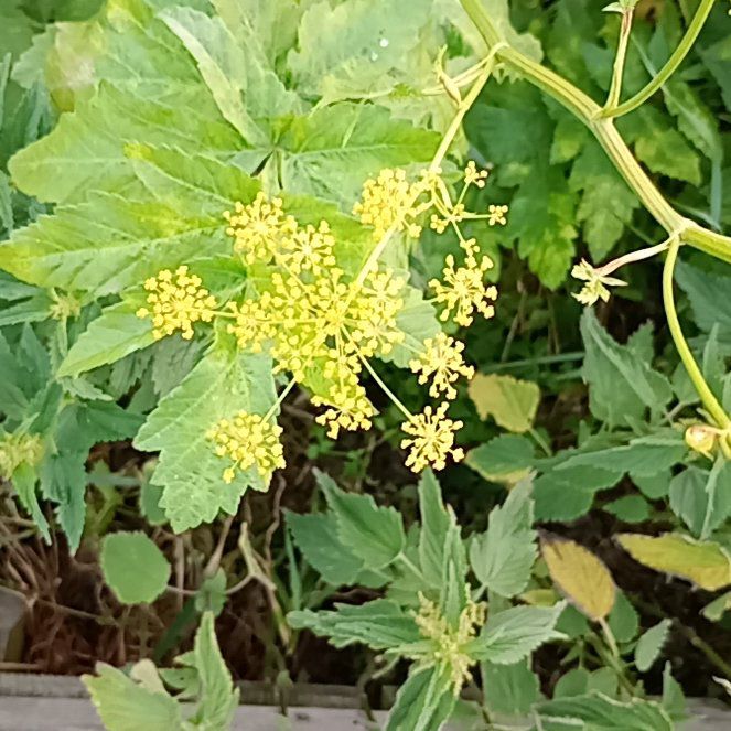 Photo of the plant species Wild Parsnip by @WittyTejocote named Harry on Greg, the plant care app