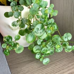 Photo of the plant species Pilea depressa 'Sao Paulo' by @YeveSweetsop18 named Miley on Greg, the plant care app