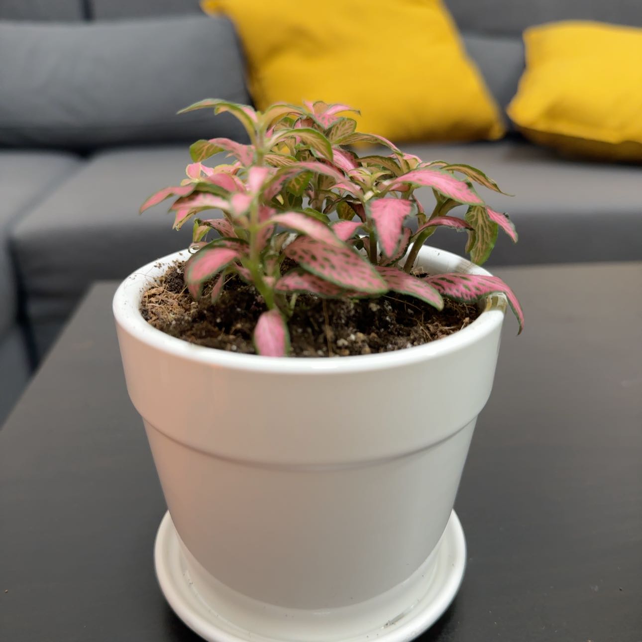 Photo of the plant species Fittonia 'Firetail' by @GreatTobacco81 named Lola on Greg, the plant care app