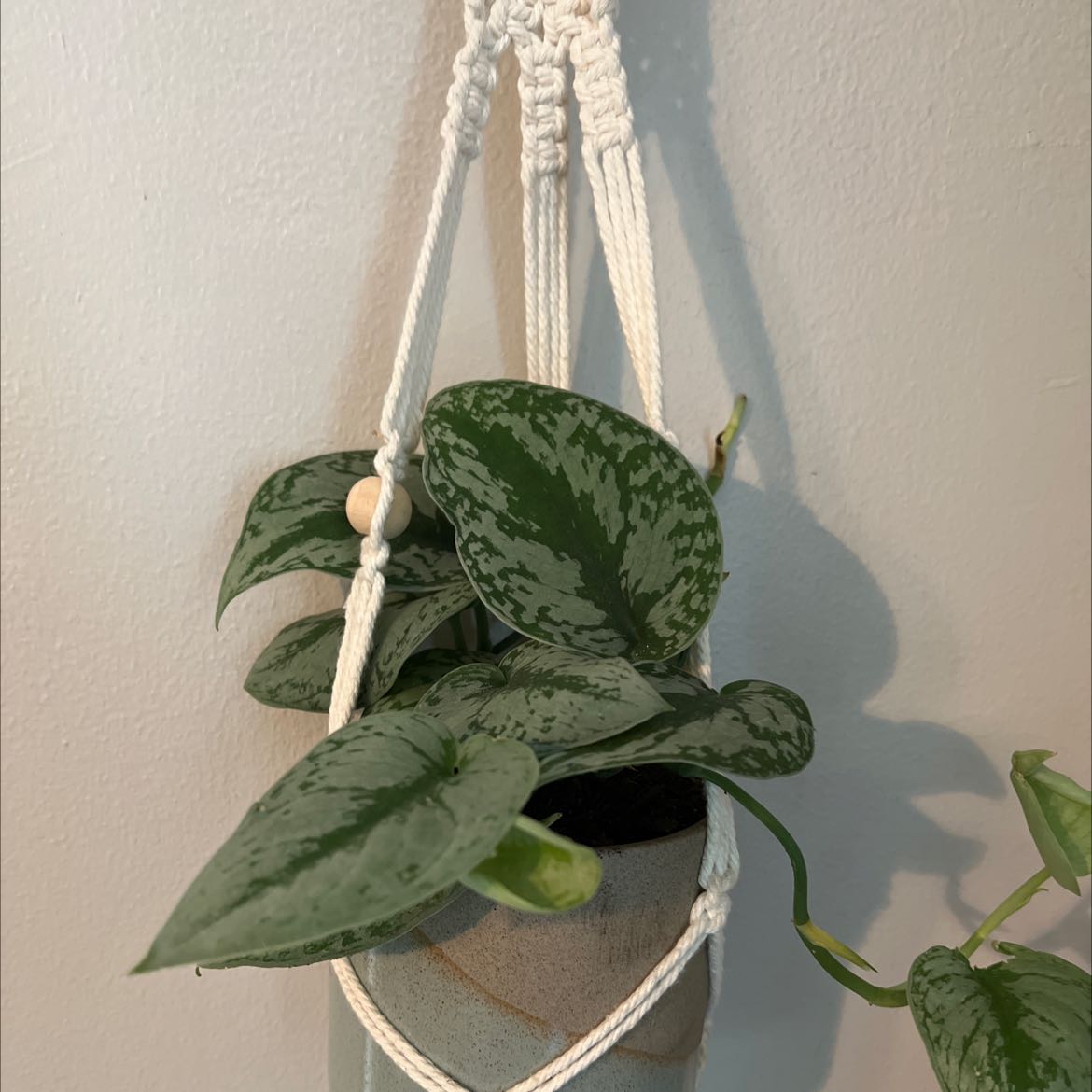 Healthy Satin Pothos hanging plant with large, shiny leaves displaying silvery variegation, in a macrame hanger.