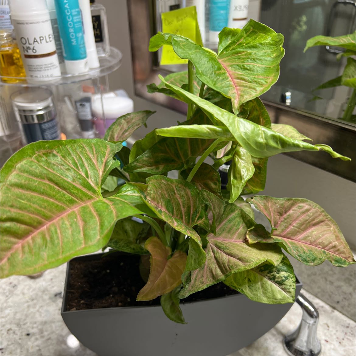 Healthy arrowhead plant with vibrant green and white variegated leaves in a small pot on a kitchen counter.