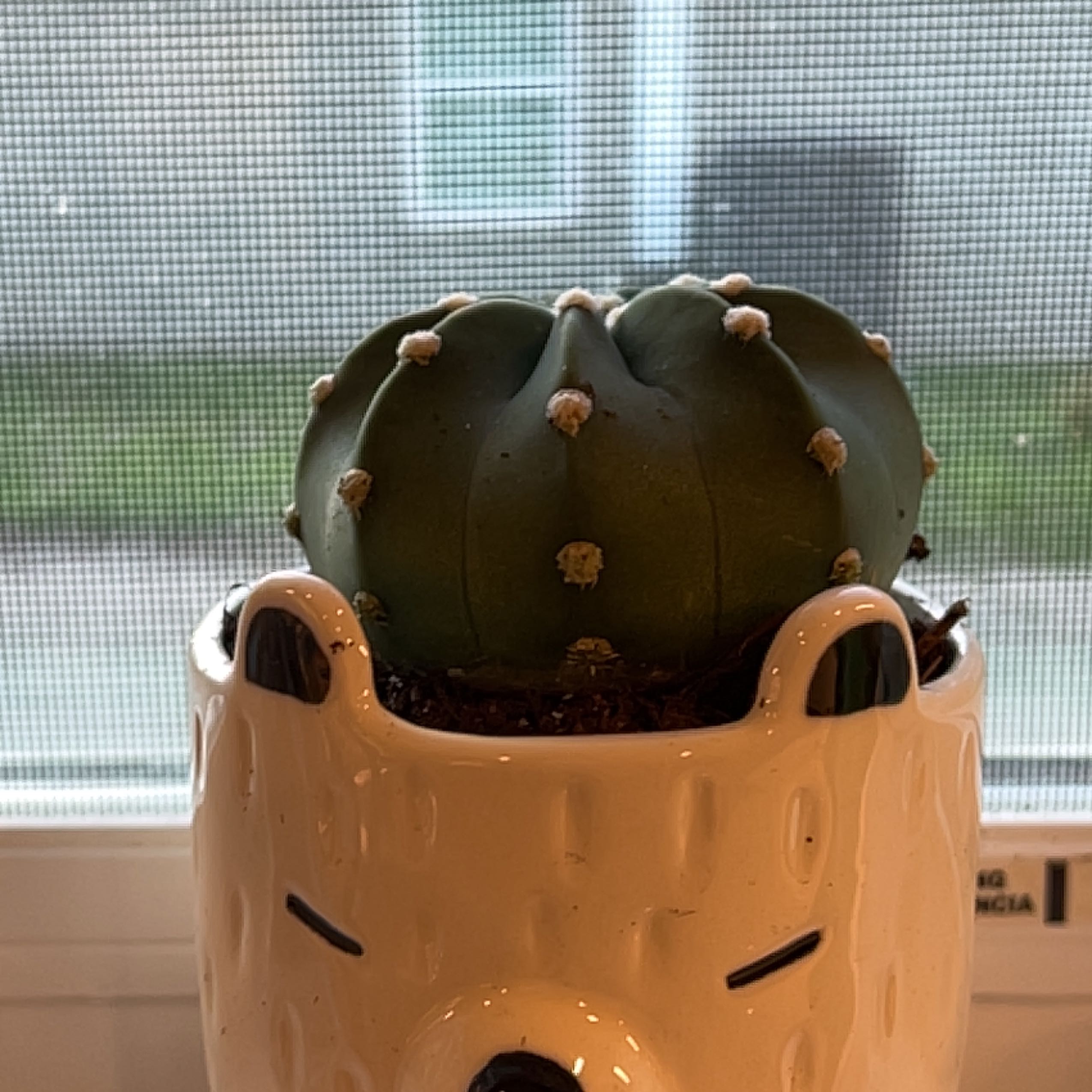 Pleated Cereus cactus in a decorative pot, placed by a window with a screen.