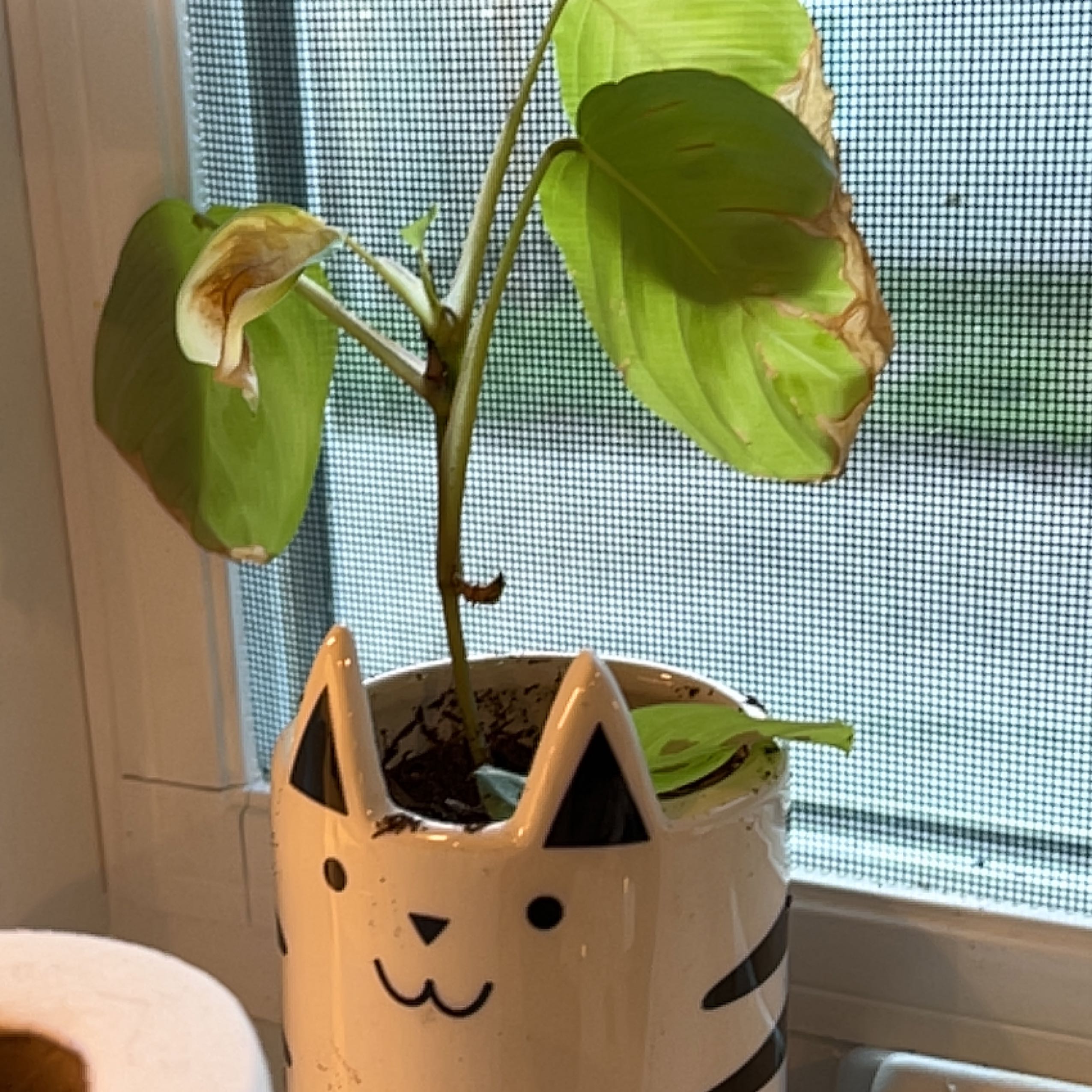 Prayer plant in cat planter showing healthy green and yellow-tinted leaves growing in soil.