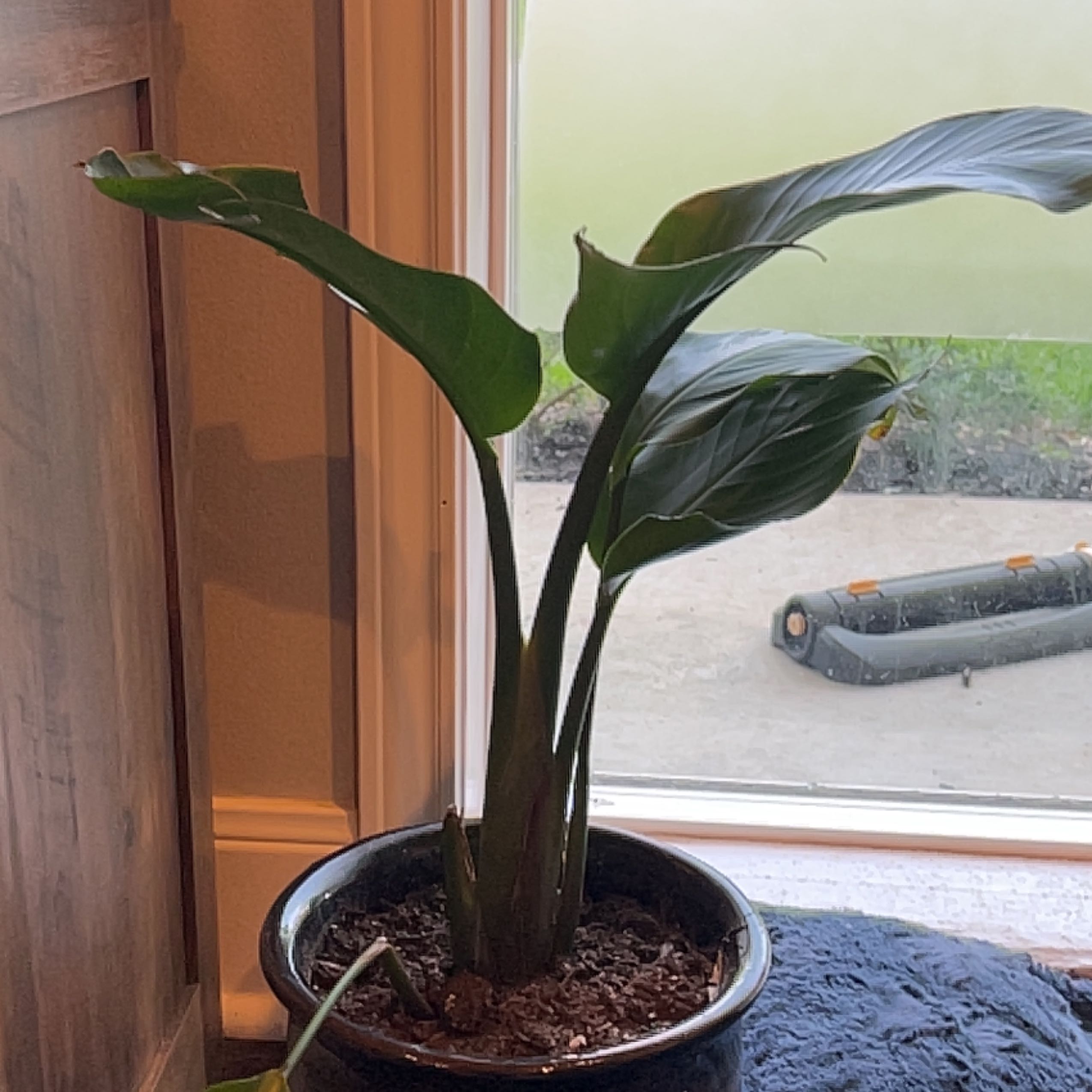Healthy mature White Bird of Paradise plant with large green split leaves in a pot indoors near a window, soil visible.