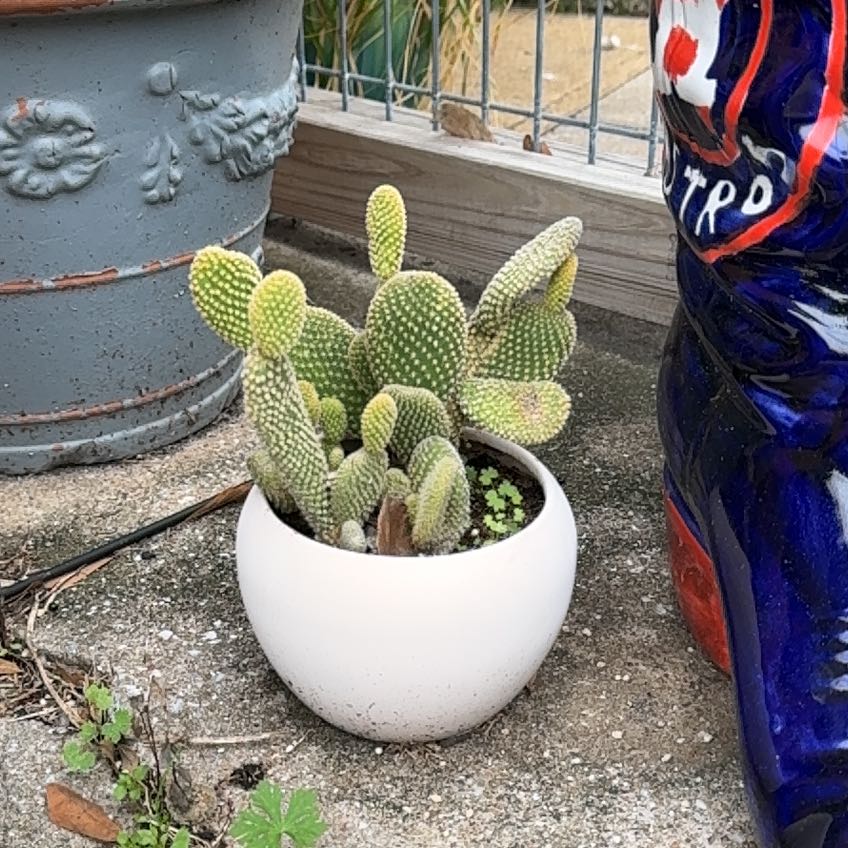 Bunny Ears Cactus in a white pot, placed outdoors next to a decorative item.