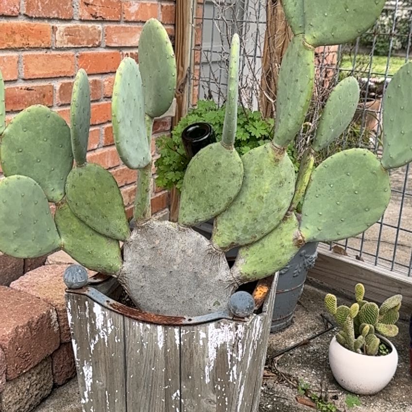 Barbary Fig plant in a wooden container, healthy with no visible signs of disease.