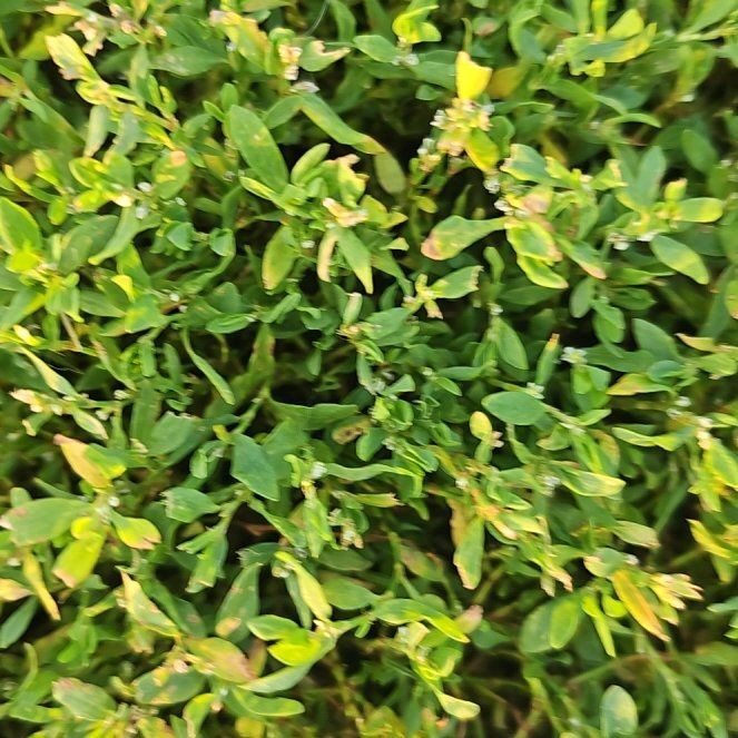 Photo of the plant species American Knotweed by @OptimalRambutan named Messi on Greg, the plant care app