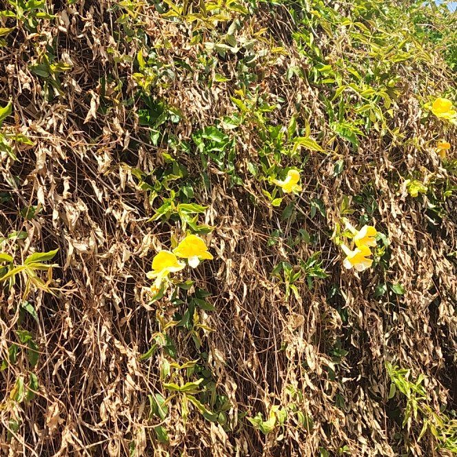 Photo of the plant species Catclaw Vine by @drumngrow named Catwoman on Greg, the plant care app