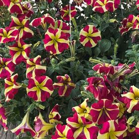 Photo of the plant species Queen of Hearts Petunia by @CivilMayten15 named Nemo on Greg, the plant care app